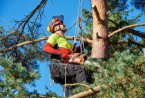 What are Tree Surgeons? 
